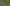 Black-tailed Trainbearer Hummingbird, Ecuador
