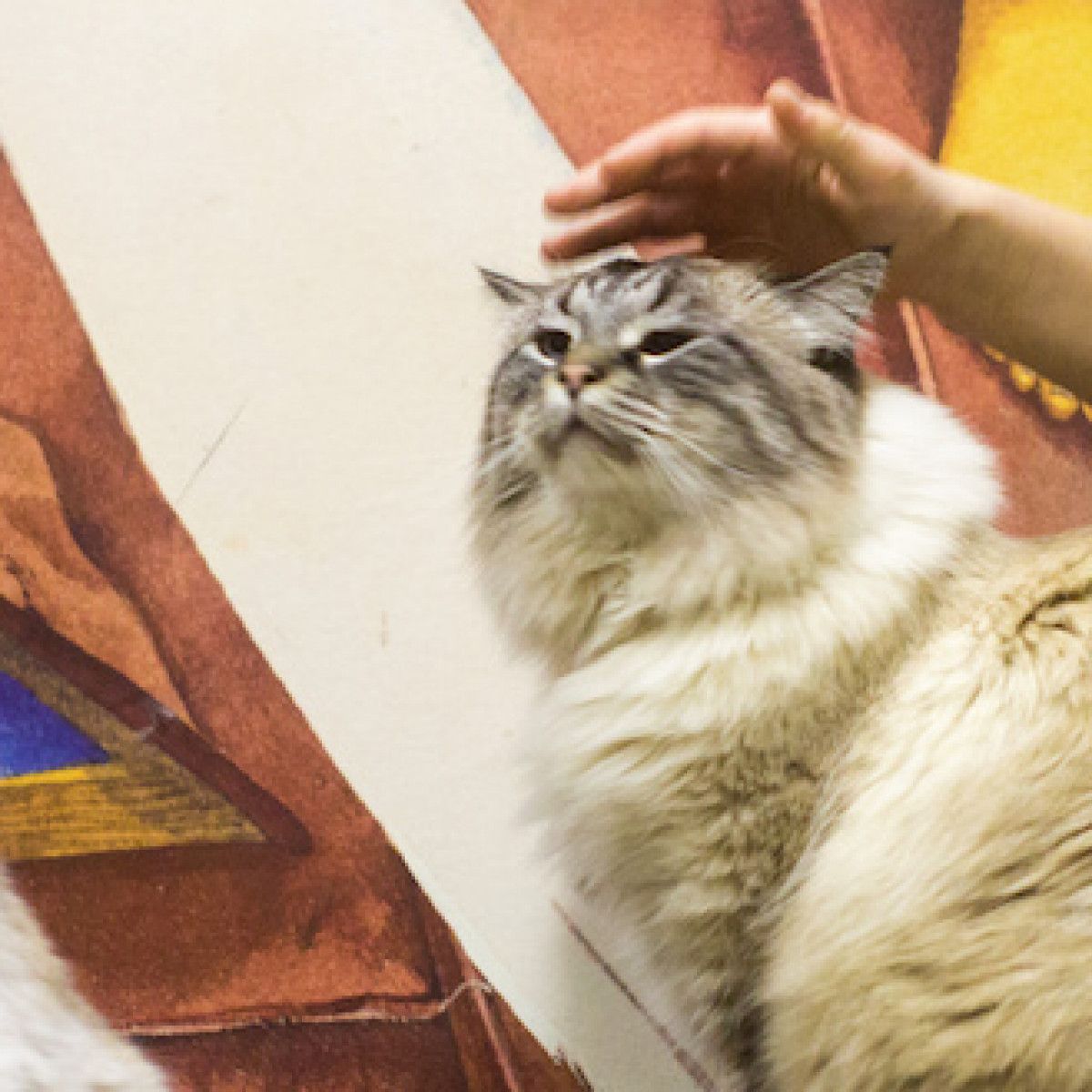 The Five Best Cat Cafes From Around the World — The Neighbor's Cat