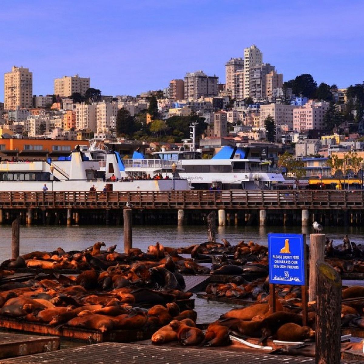 Seal - sea Lions - at the Pier 39 of San Francisco. Pier 39 is a shopping  center and popular tourist attraction built on a pier in San Francisco,  California. Stock Photo