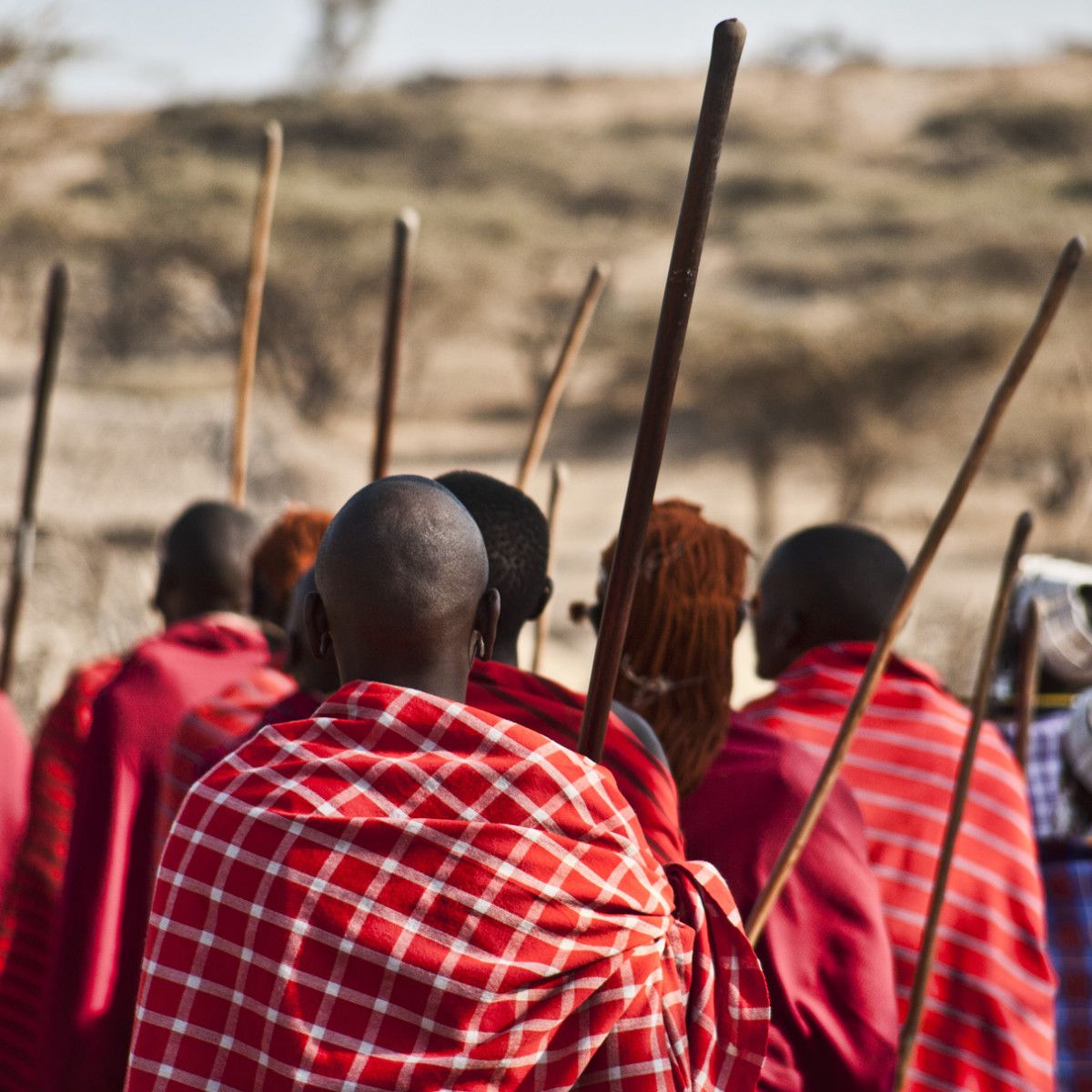 Maasai Warriors: Caught Between Spears and Cellphones : Goats and