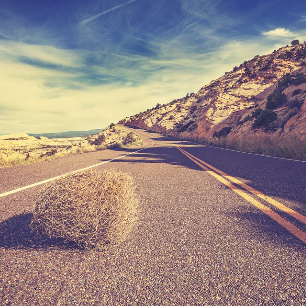 So What Actually is a Tumbleweed, Anyway, And How Did it Become Associated  with the American West?