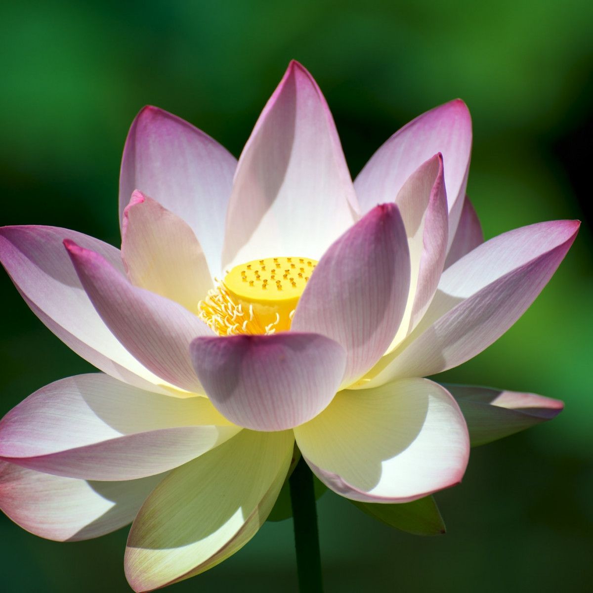 Lotus Flower Vietnamese Name | Best Flower Site