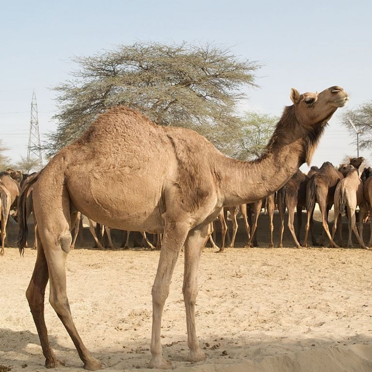 Could You Be, The Most Expensive Camel in the World?