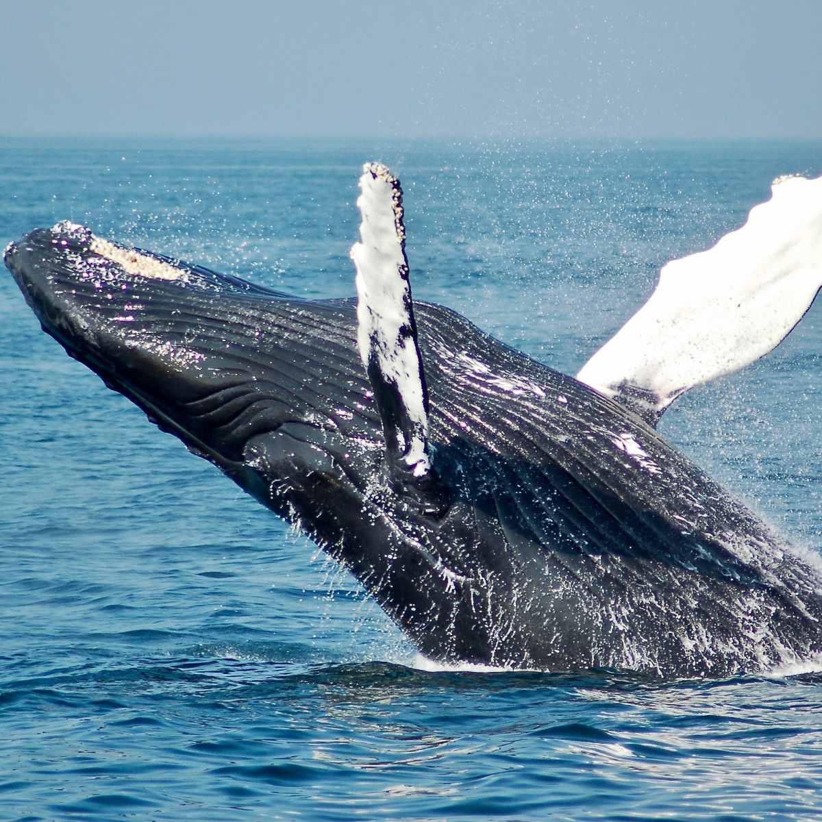 The Guide to Whale Watching in San Francisco