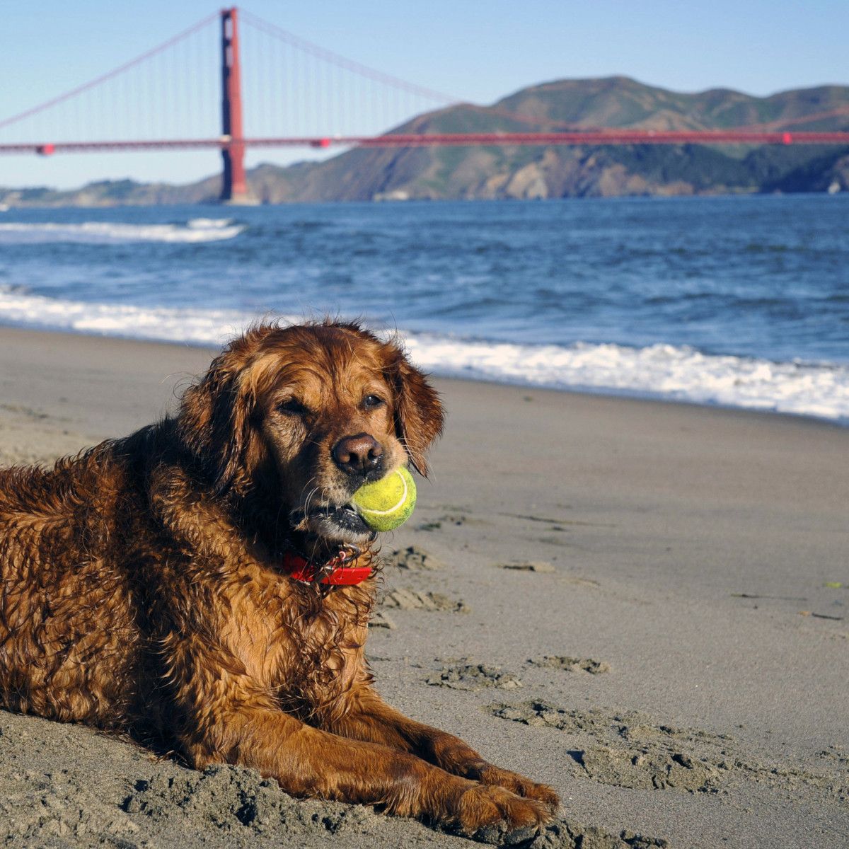 10 Best Pet-Friendly Hotels in San Francisco