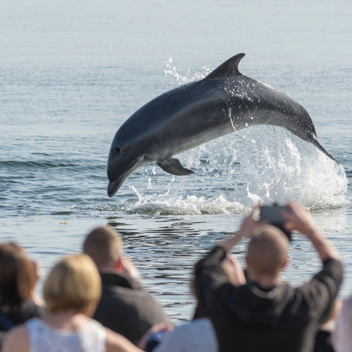 Spot Playful Dolphins In The Wild At These Places In India