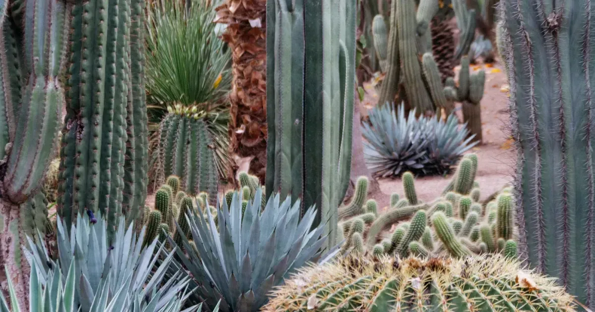 Marrakech's Majorelle Gardens