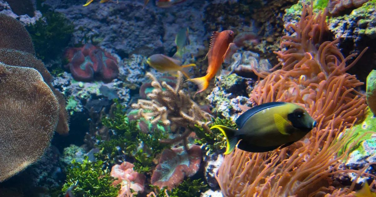 An Introduction To Chicago's Shedd Aquarium