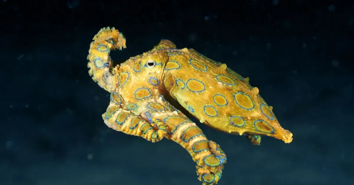 164 Blue Ringed Octopus Stock Video Footage - 4K and HD Video Clips |  Shutterstock