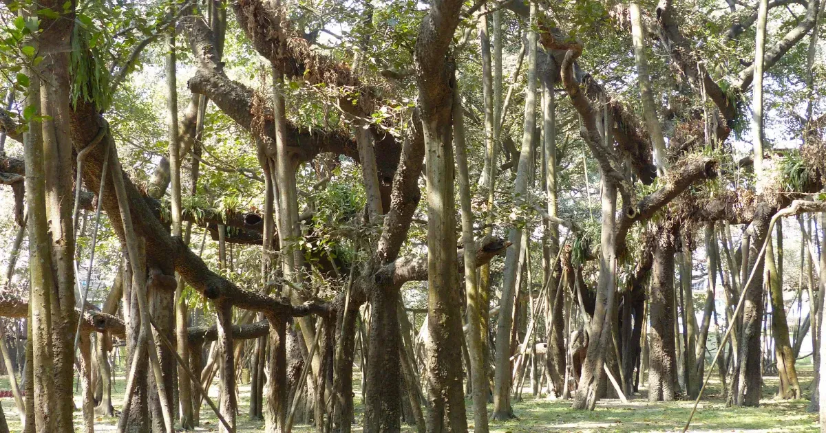 A Brief History Of Kolkatas Great Banyan Tree