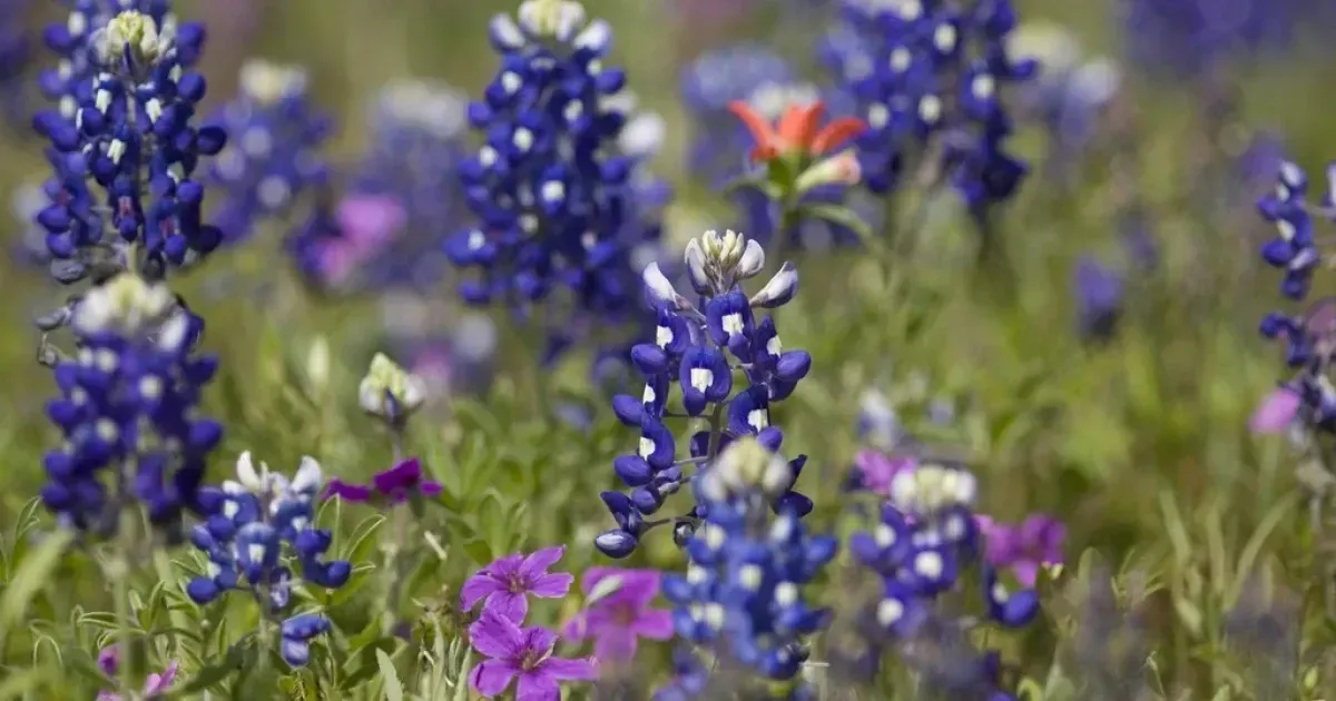 The Best Spots To See Bluebonnets In Texas This Spring