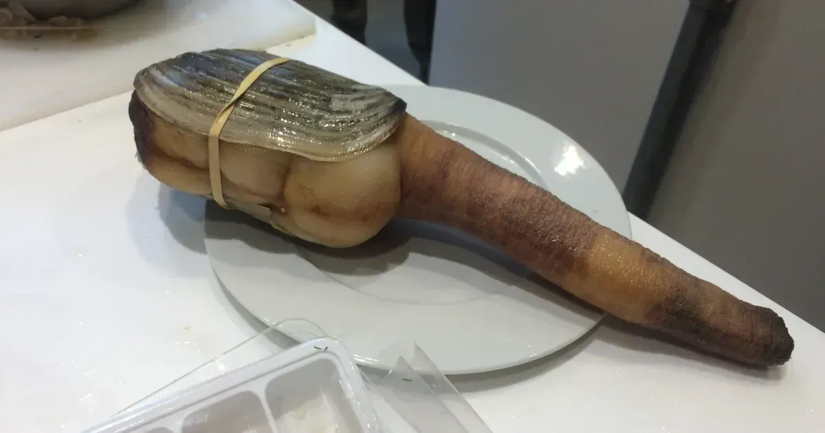 What The Hell Is That Say Hello To The Geoduck