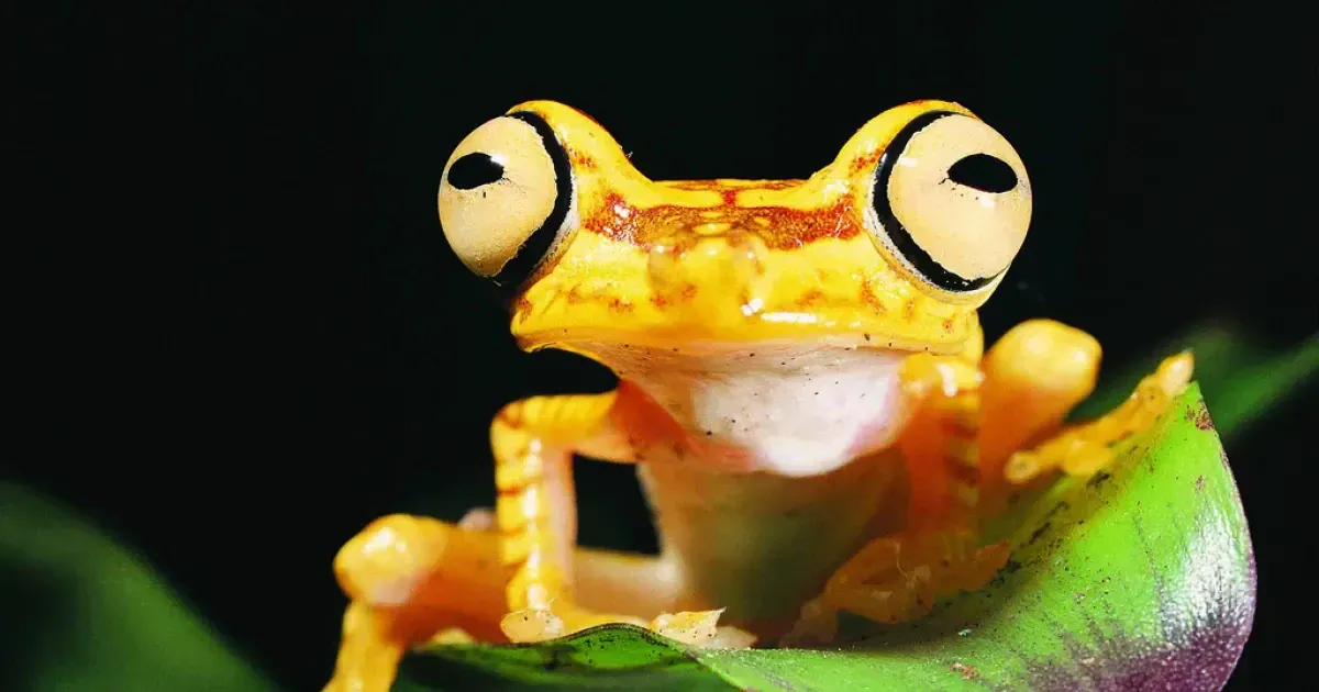 Golden Poison Frog: Species in World Land Trust reserves