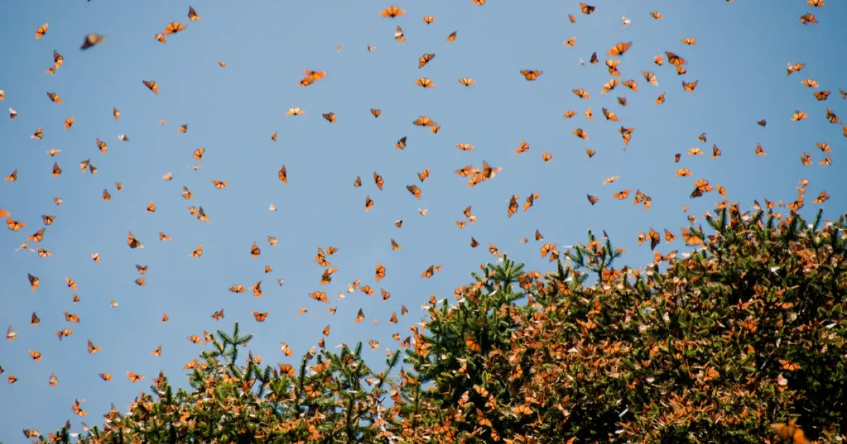 A Guide To The Island Of Janitzio: Mexico's Butterfly Island