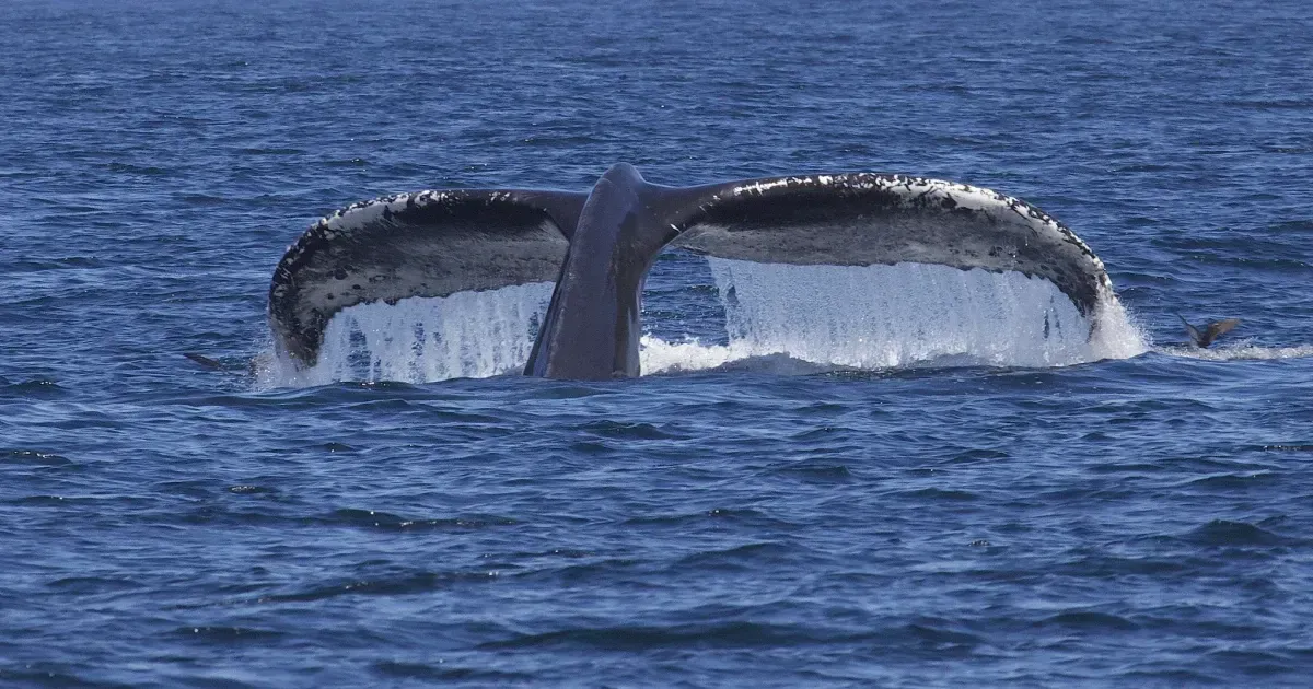 The Ultimate Guide To Whale Watching In Peru