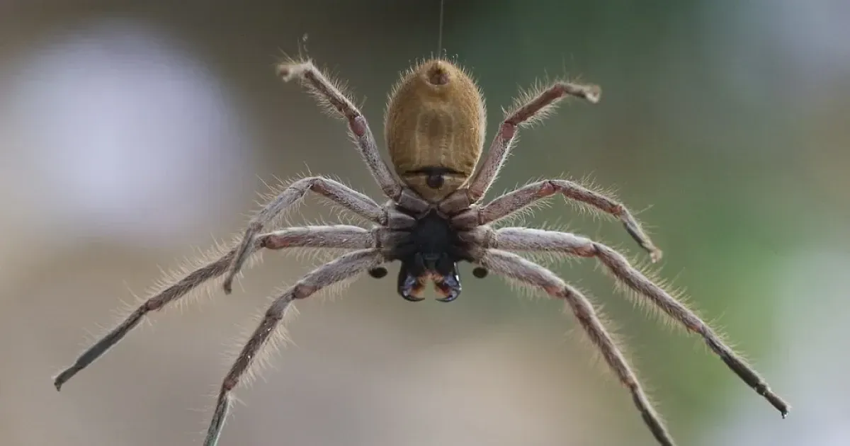 Australia's drenching rains are waking venomous spiders. And they're ready  to mate. - The Washington Post
