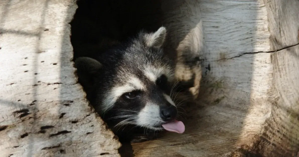 How Rascal The Raccoon Wreaked Havoc On Japan's Farms