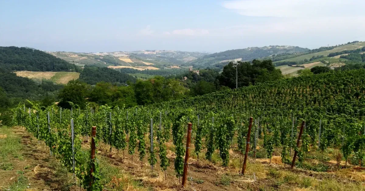 Visit Oltrep Pavese Italy's Secret Wine Region