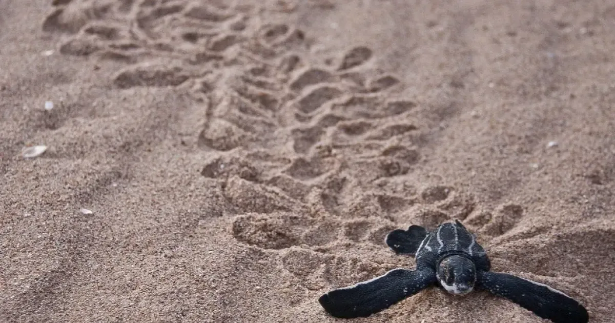 A Guide To Costa Rica's Sea Turtles And Where To Find Them