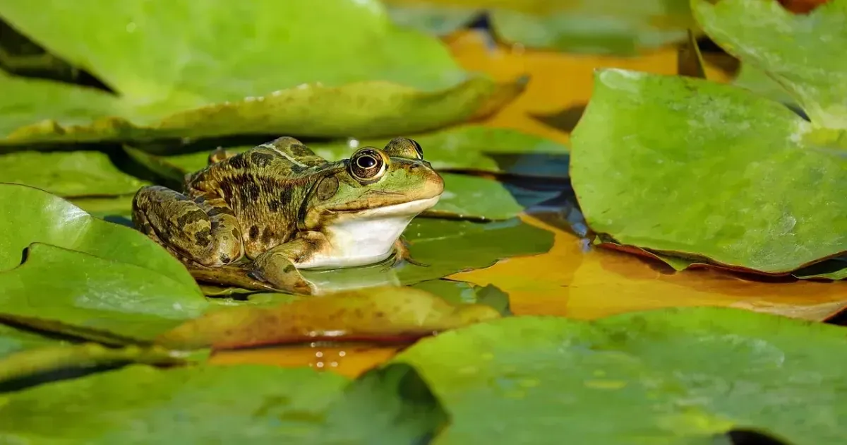 The Story Behind Switzerland's Wacky Frog Museum