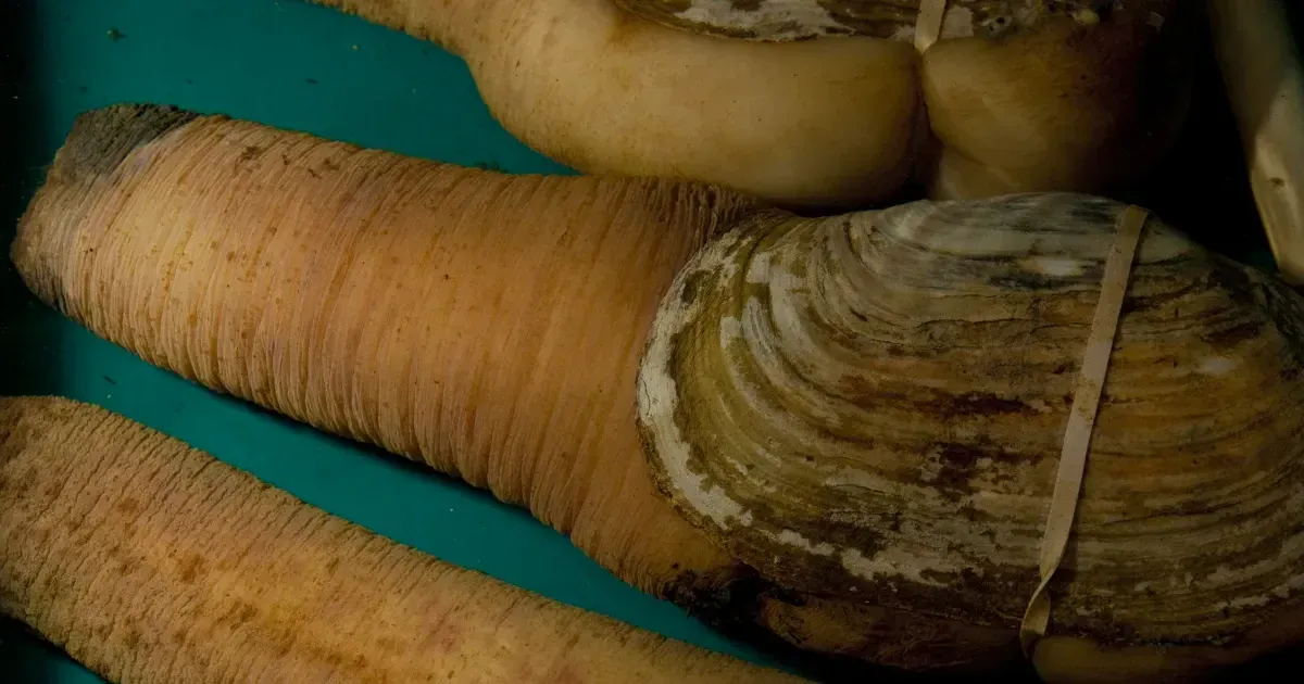 Strange American Delicacies The Northwestern Geoduck