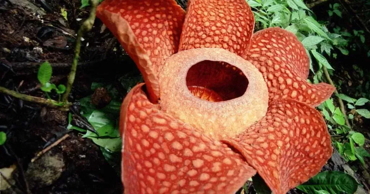 Malaysia's 'Stinking Corpse Lily' Is The Smelliest Flower On Earth