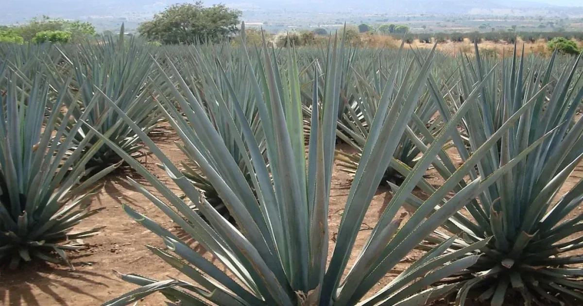 Mexico Is Running Out Of Tequila Here's Why