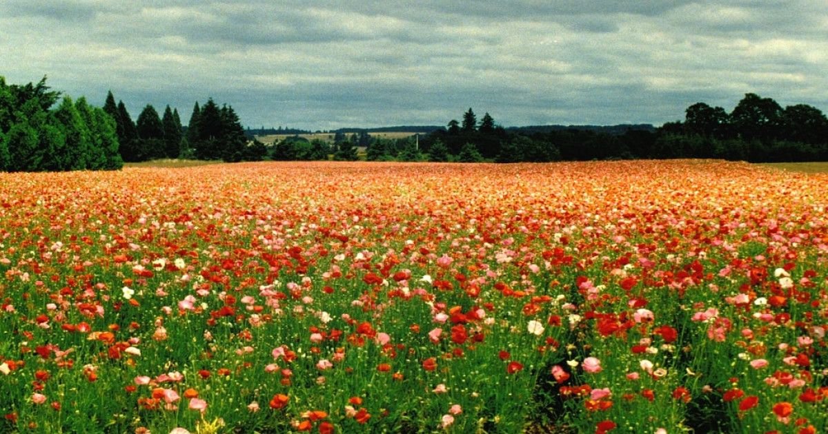The Most Beautiful Flower Fields to Visit in the U.S.