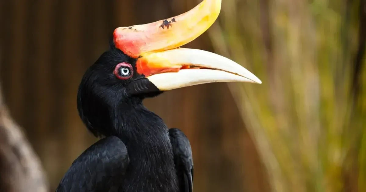 Sarawak: The Land Of The Hornbills