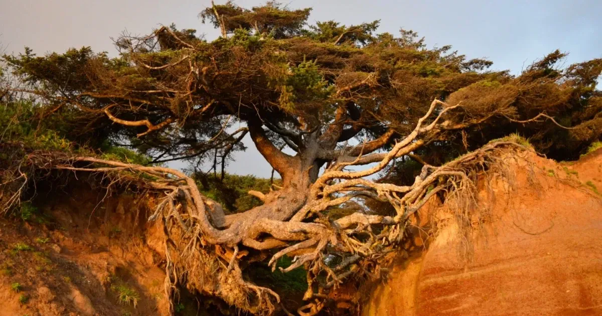 The Story Behind The Kalaloch Tree Of Life