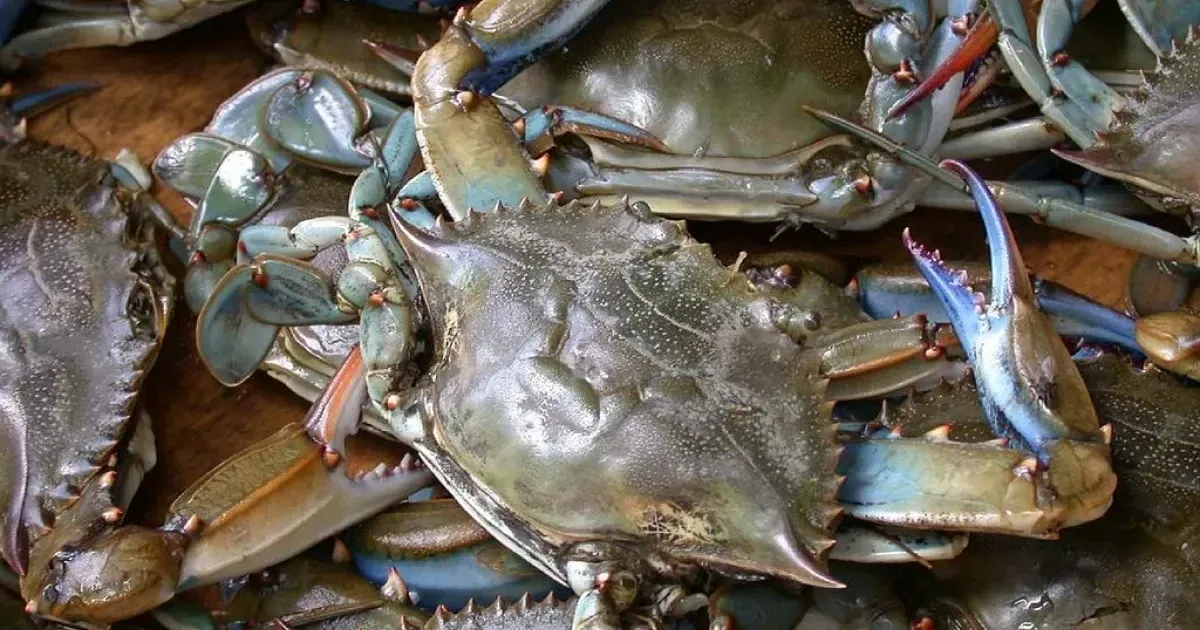 A Guide To Marylands Crisfield Crab Race