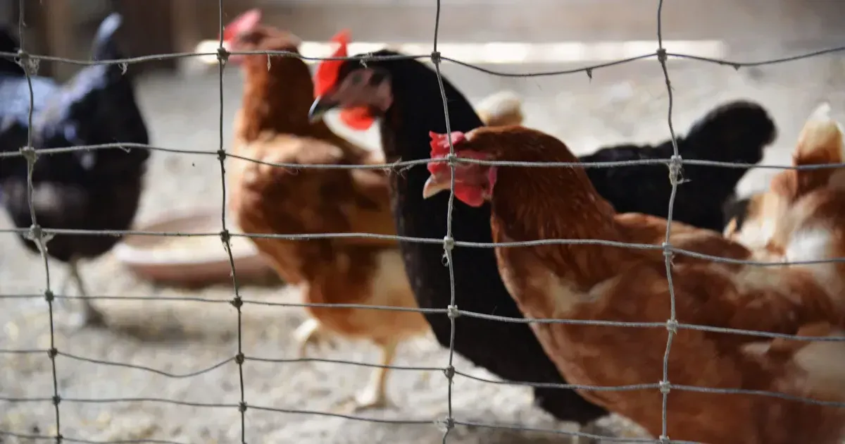 This Legendary Chicken Ran Around With Its Head Cut Off For 18 Months