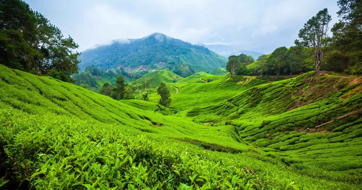 How To Spend 48 Hours In Cameron Highlands Malaysia