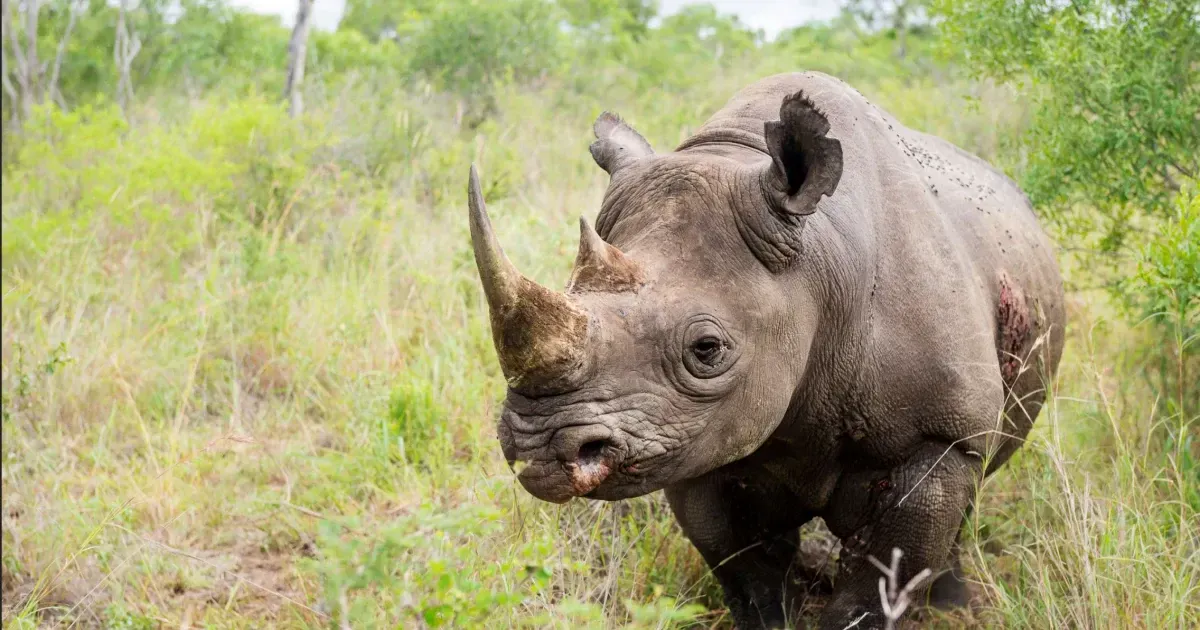 How ESwatini Is Leading The Way In Rhino Conservation