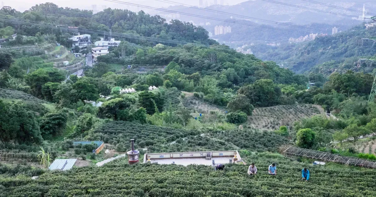 Brewing the Perfect Pot of Chinese Tea in Maokong, Taiwan