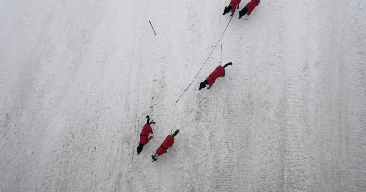 Czech 'musher' wins 300-km dogsled race through snowy mountains