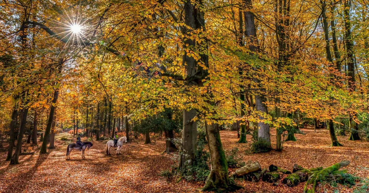 The Most Enchanting Forests In The UK