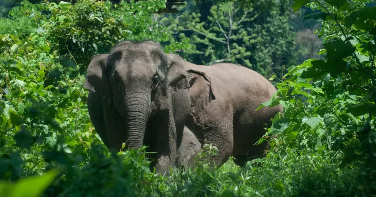 How The Elephant Became Thailand's National Symbol