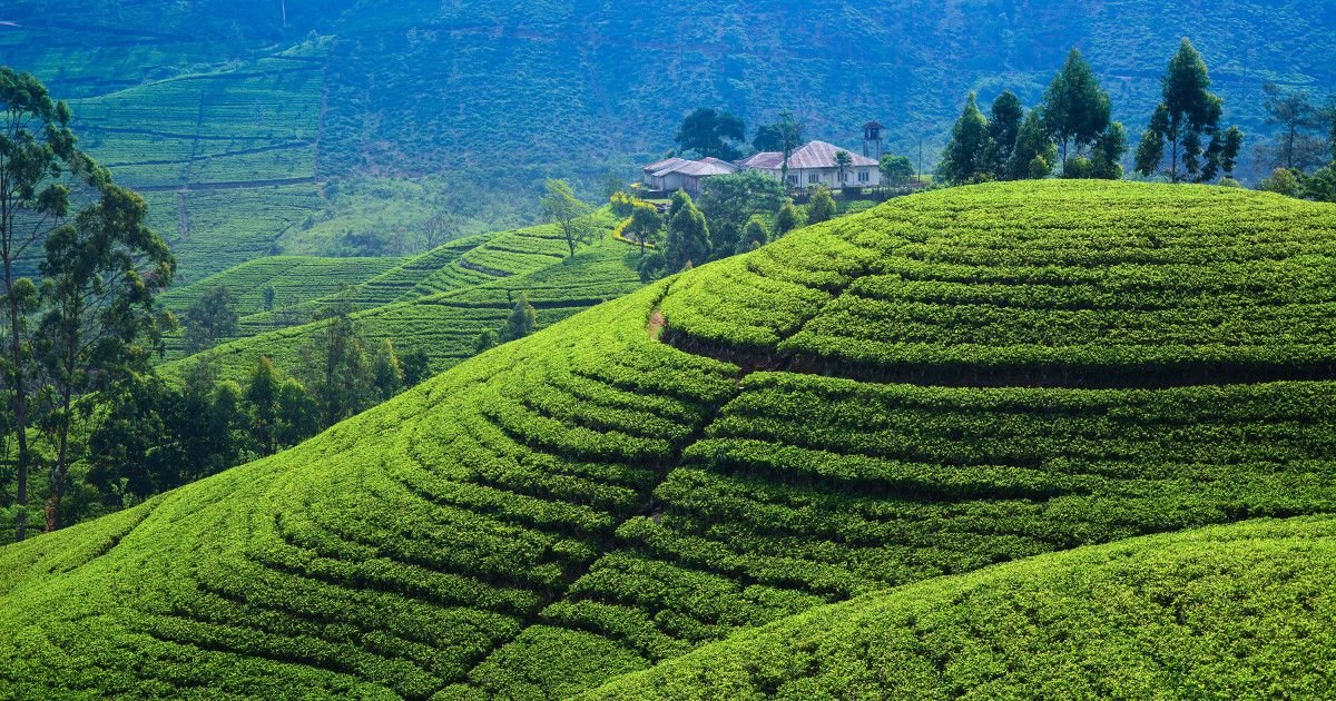 A Blend of Tea and Culture Tours and Guides... | Culture Trip