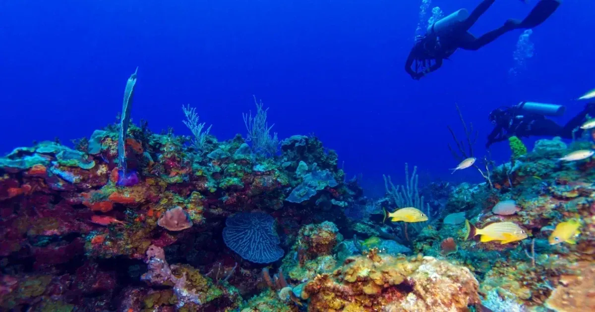 The Best Scuba Diving Spots In Cuba