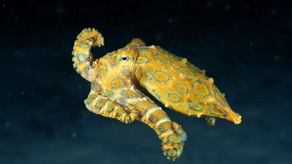 Southern blue-ringed octopus - Facts, Diet, Habitat & Pictures on  Animalia.bio