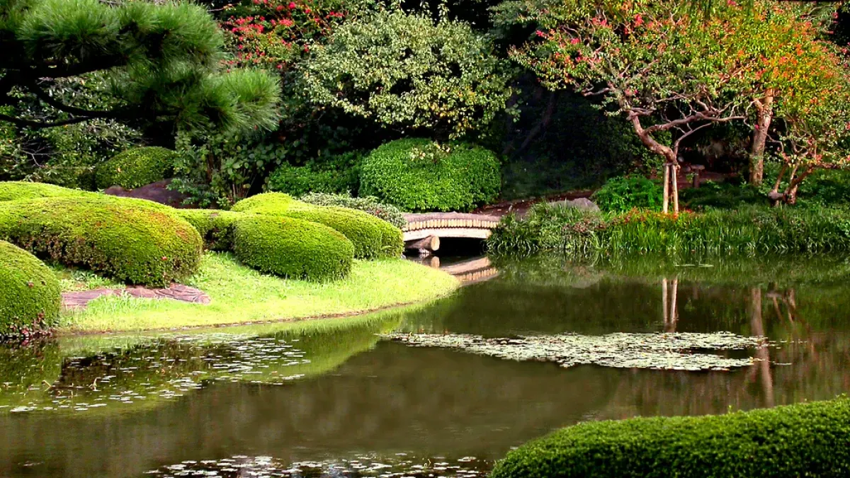 Calm Zen Lake and Bonsai Trees in Tokyo Garden