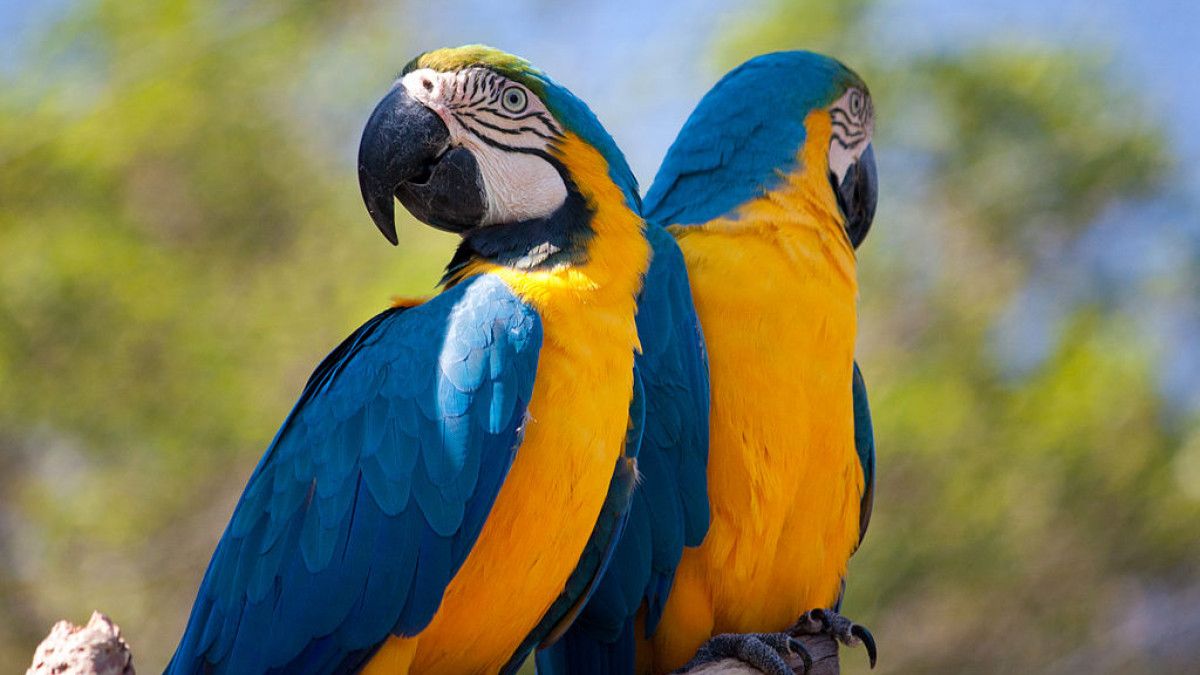 Papi Rico Bird: Blue Parrot Sling-shot Adventure in Rio de Janeiro by App  Holdings