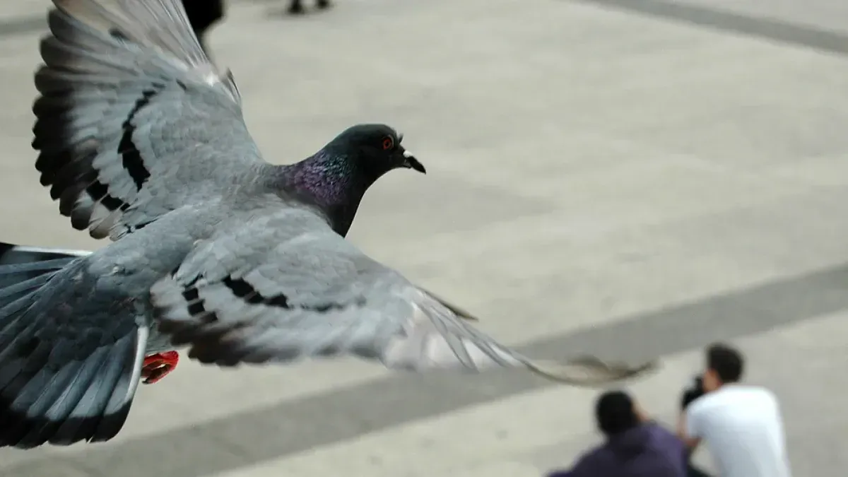 Ireland] This guy was soaring high above, no flapping, a of bird