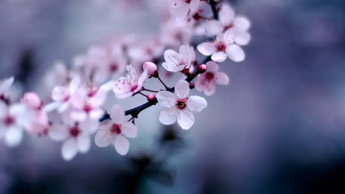 Haiku Poetry About Japan's Cherry Blossoms