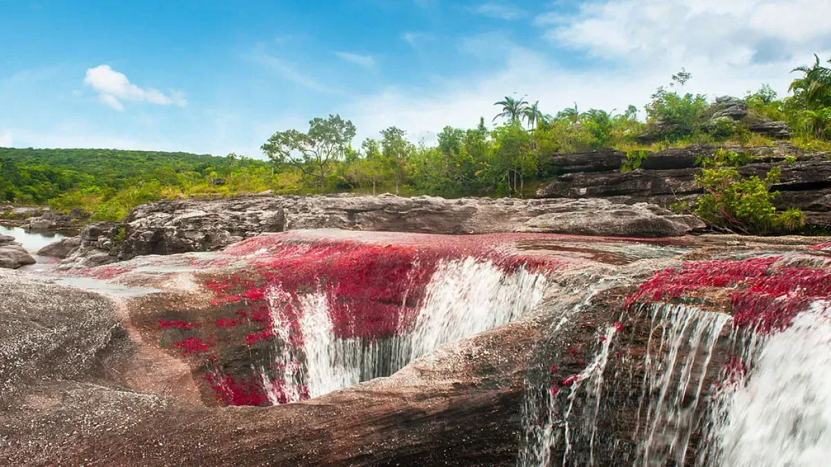 Cao Cristales: What You Need To Know About The Liquid Rainbow