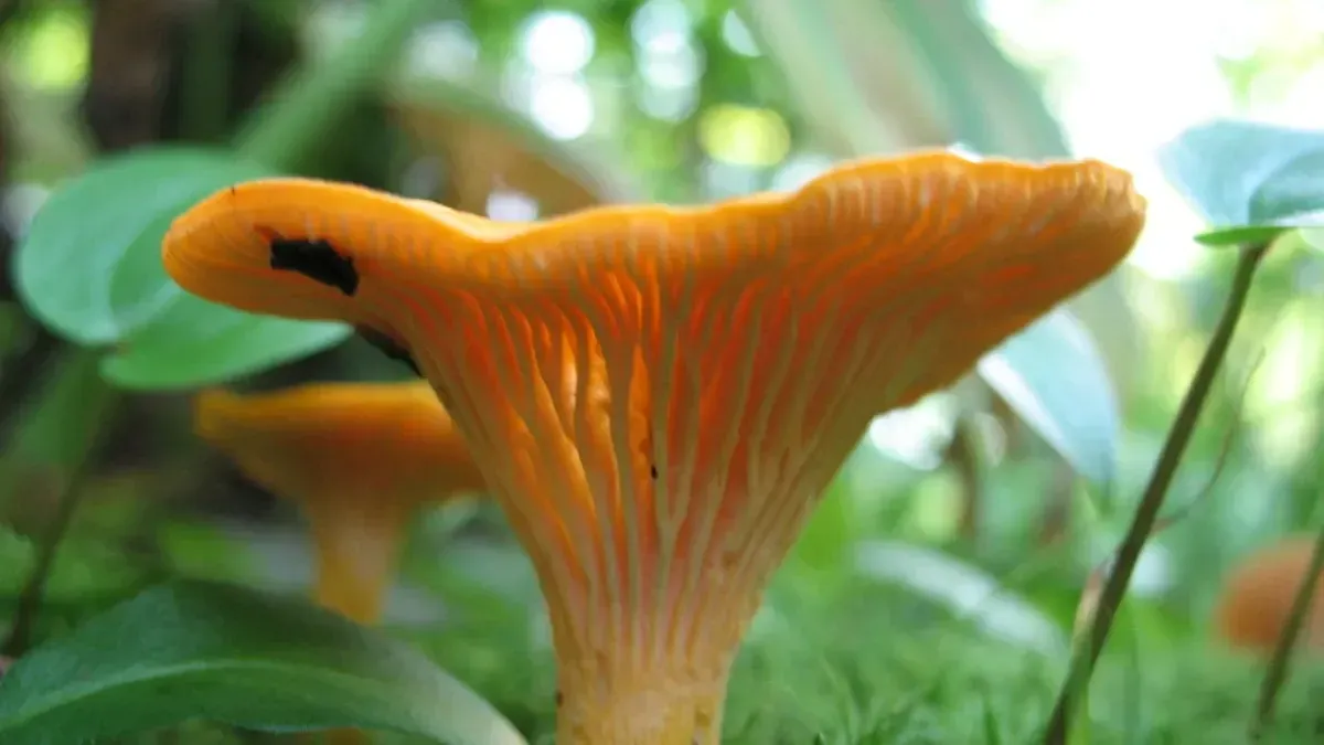 https://cdn-v2.theculturetrip.com/1200x675/wp-content/uploads/2017/07/1024px-chanterelle.webp