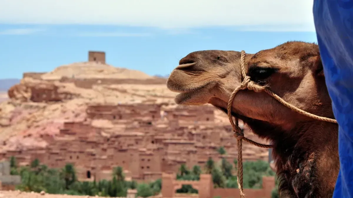 How (And Where) To Have An Ethical Camel Riding Adventure