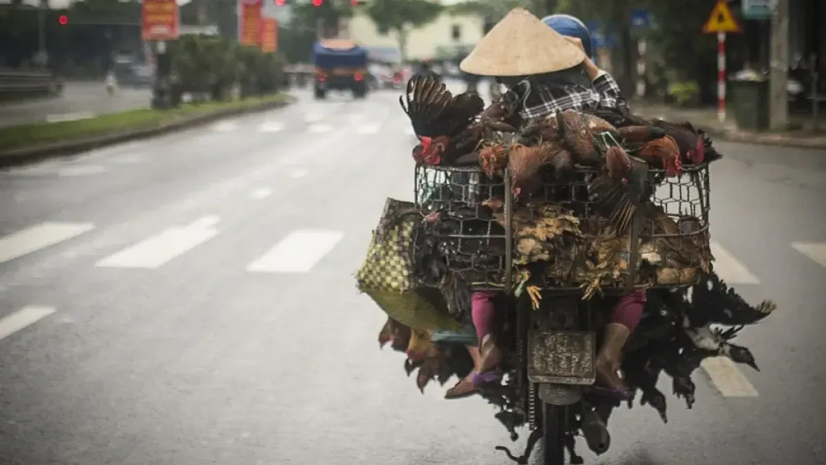 Do not stop when crossing the rode in Vietnam is it true? : r/VietNam