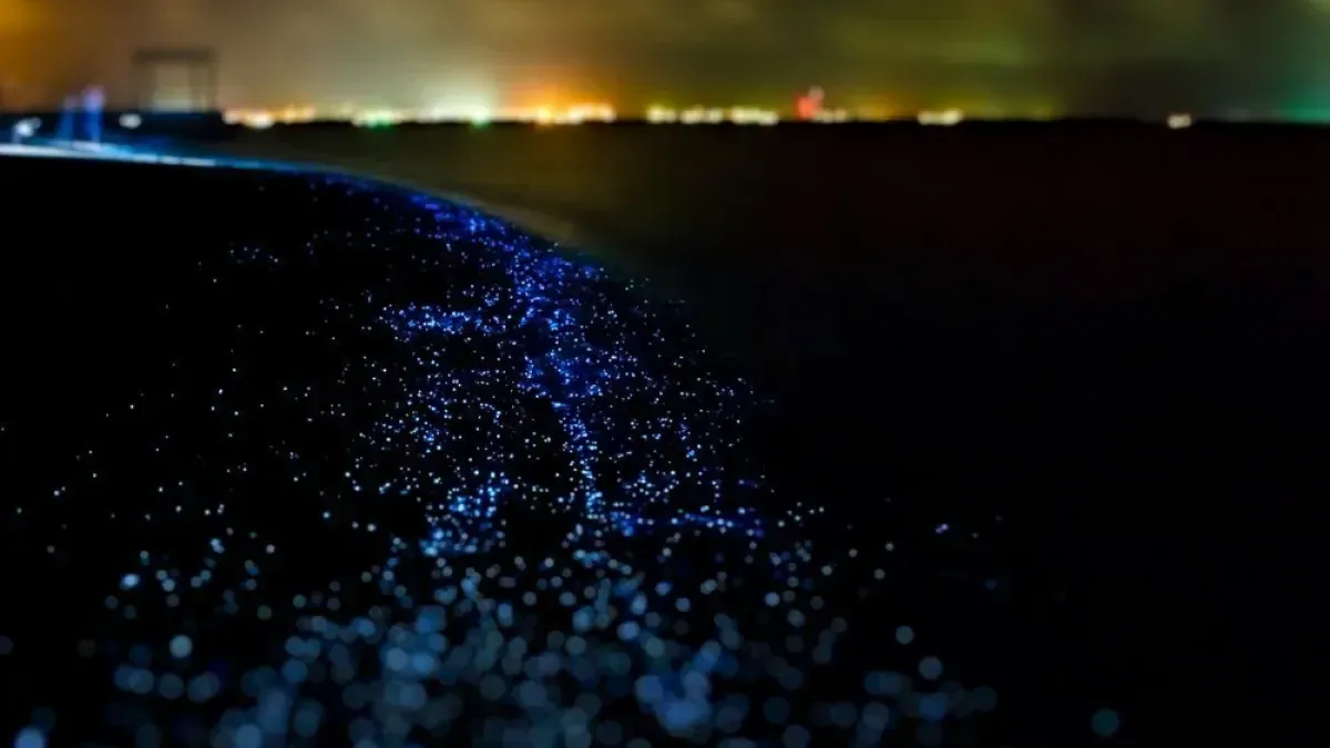 Sea of Stars - Glowing beaches in the Maldives